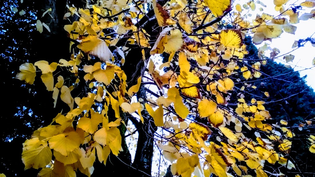 img_20161121_151253-1